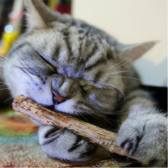 10 PCS Pet Cat Chew Stick Treat Toy
